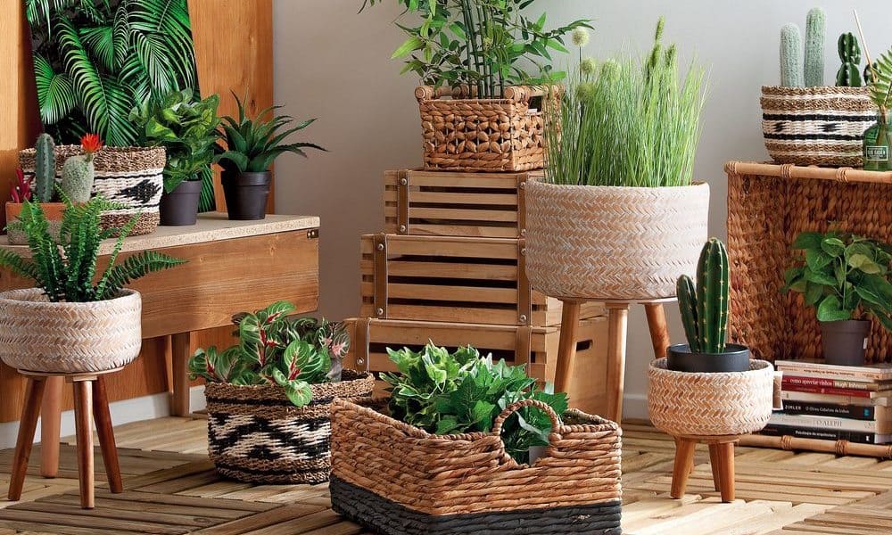 rattan - plantas