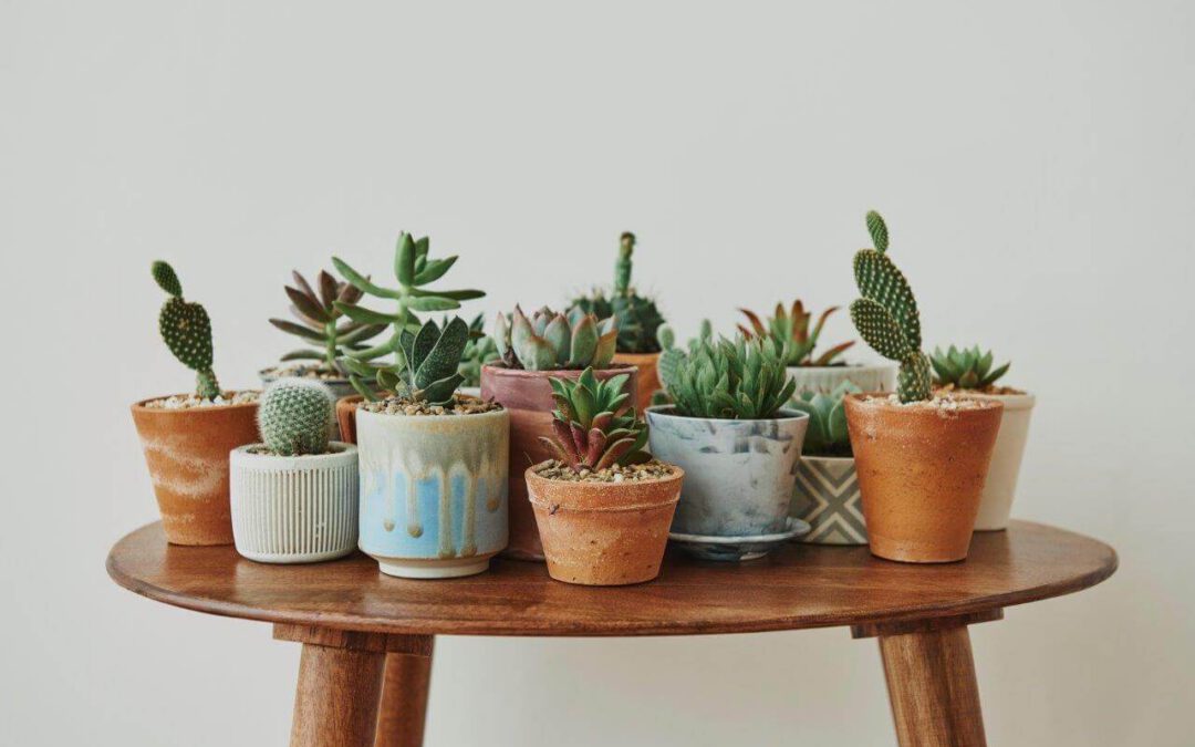 5 tipos de vasos decorativos para alegrar a sua casa